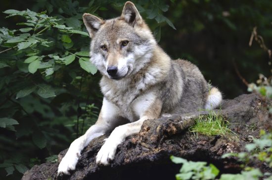 Fotografía de un lobo, descansando sobre una roca en medio de un bosque